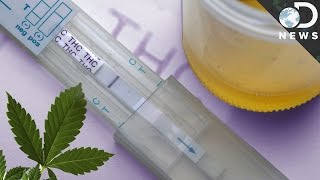 How Accurate Are Drug Tests [upl. by Leonor784]