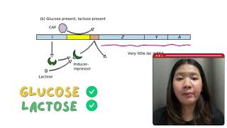 Regulation of the lac operon in bacteria [upl. by Rotow532]