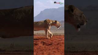 Tsavo Lions  shorts wildlife [upl. by Doreg]