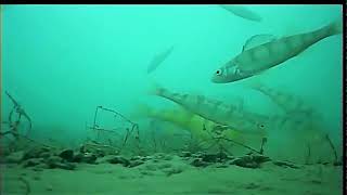 Hungry Fall Perch on Lake Simcoe [upl. by Ahsetan749]