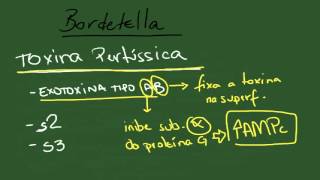 Bordetella  Resumo  Microbiologia [upl. by Verney]