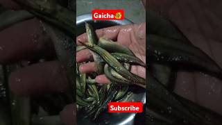 Gaicha fishfish music song bollywood shorts trendingshorts viralshorts [upl. by Netsud]