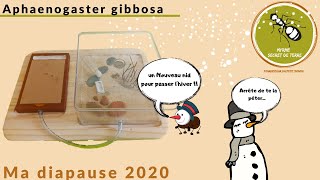 Diapause chez mes Aphaenogaster gibbosa [upl. by Akiemehs]