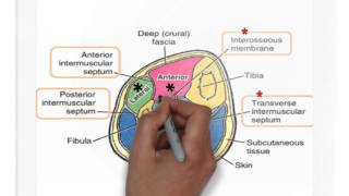 comparments of leg [upl. by Eeleimaj]
