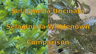 Selaginella Uncinata And Willdenowii Side By Side Comparison [upl. by Nodroj873]