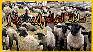 تعرف علي اشهر سلالة للتوائم في الاغنام ضان رومانوفRomanov sheep [upl. by Jennette]