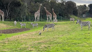 African animals in Australia 🇦🇺  Werribee open range zoo Melbourne Australia 🇦🇺 ￼ [upl. by Carlock]