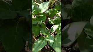 Datura phool  Dudura Phula in my garden  ଦୁଦୁରା ଫୁଲ ଗଛ [upl. by Etoile]