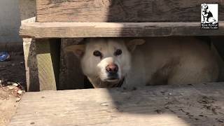 Hes been alone for months  Stray Rescue of StLouis [upl. by Ahsilrac]