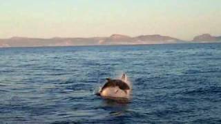 Great White Shark Breaching in False Bay Cape Town [upl. by Ttenna]