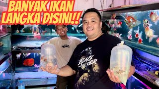 Seru Hunting Ikan Langka di Pasar Ikan Hias Terbesar Jakut [upl. by Gracie]