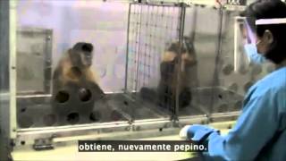 Experimento monos capuchinos [upl. by Ayra884]