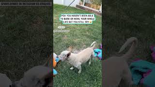 Determined pup cant howl or bark but is determined 😂 🐶 🎥 Collab [upl. by Heidi]