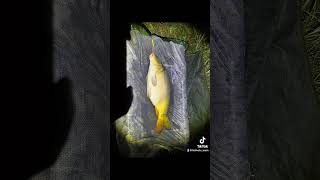 Zakończenie sezonu ‼️ carpfishing catchandrelease fishing stalomax boatman carp fish angler [upl. by Penrod]