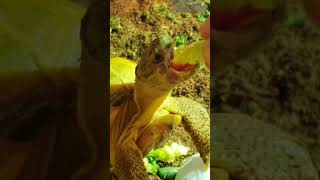 Trunky the Horsefield Tortoise veronikakoleva2372 shorts short eating pets tortoise cute [upl. by Neelahtak]