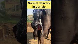 Normal parturition l normal delivery l normal birth l Dr Umar Khan [upl. by Sualkin923]