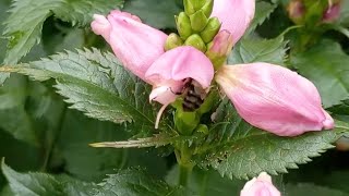 Bumblebees working the Chelone [upl. by Atnohs351]