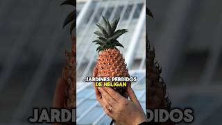 3 frutas más caras del mundo [upl. by Feune]