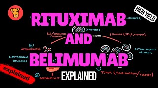 RITUXIMAB and BELIMUMAB Mechanism of action [upl. by Swen]