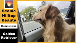 Golden Retriever Mesmerized by Scenic Hilltop Beauty 🌄🐾 [upl. by Regdirb]