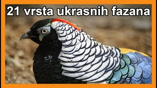 Popularni ukrasni fazani  predstavljanje 21 vrste [upl. by Youngran]