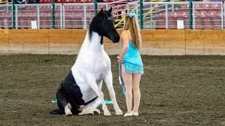 Amazing Ride of an unbroke 2 year old Clydesdale [upl. by Lalo]