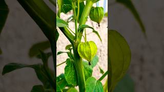 Cape gooseberries fruits exotic shorts berry [upl. by Notyalk]