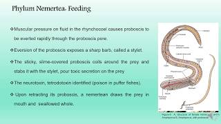 Phylum Nemertea BS Zoology Invertebrate Diversity [upl. by Tarrel]