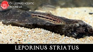 THE AMBITIOUS LEPORINUS STRIATUS Leopard Aquatic C088A [upl. by Pomfrey]