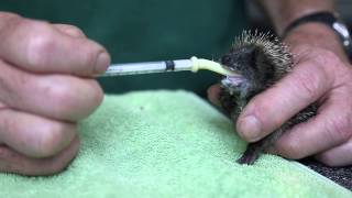 Cute little Harry the Hedgehog being fed again [upl. by Ammadis409]