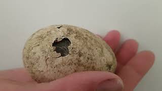 Stork egg hatching at Wingham Wildlife Park [upl. by Aruam]