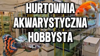 HURTOWNIA AKWARYSTYCZNA HOBBYSTA TYCHY [upl. by Plossl]