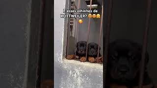 FILHOTES DE ROTTWEILER rottweilerrottweilerpuppyrottweilerworlddogsdogshortspetshortsщенок狗 [upl. by Sacksen172]