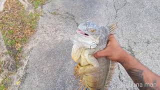 Whats The BEST Way To Catch Iguanas In Florida Catching Reptiles Iguana Hunting [upl. by Nomsed]