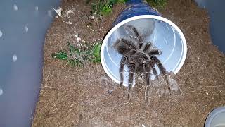 Good News Coming Soon Tarantula Feeding [upl. by Llenra]