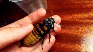 Madagascar hissing cockroach  hiss [upl. by Sanalda83]