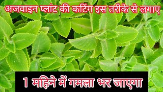 How to Grow Ajwain plant By Cutting  Ajwain plant grow and Care Full information [upl. by Yentroc]