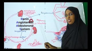 Renin Angiotensin Aldosterone System RAAS  Part Ono [upl. by Sapowith]