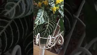 ZEBRA PLANT in BLOOMAphelandra Squarrosa With YELLOW FLOWERS Houseplant [upl. by Getter415]