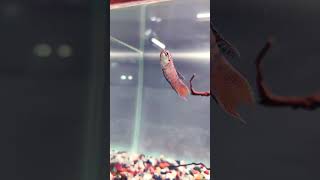 Paradise fish  The fork tailed paradisefish  Aquarium Fish  Fish Video  gouramifish fishvideo [upl. by Spevek]