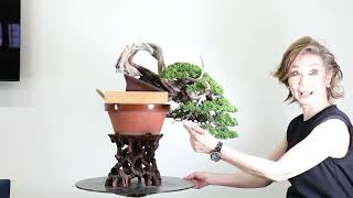 Koji Hiramatsu Takamatsu Bonsai Channel episode 54 [upl. by Oralia]