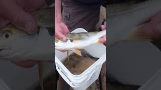 Spotfin Croaker Fish Makes Noise  Pier Fishing in California [upl. by Nila445]