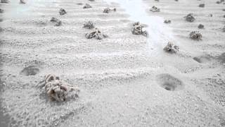 Lugworm Casts and Funnels Montfode Beach Ayrshire [upl. by Cutter]