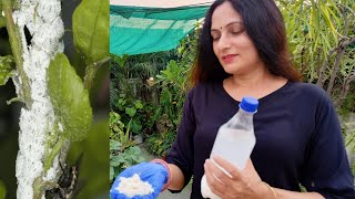 Simple solution for Mealybug  Zero cost home made pesticides [upl. by Etnaled]