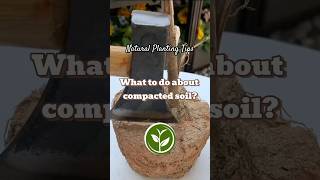 What to do about compacted soilplants shortvideo garden youtubeshorts howto farming video [upl. by Medea601]