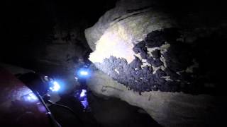 Counting gray bats in a middle Tennessee cave during the winter of 2014 [upl. by Rebmetpes]