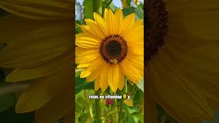 quotEl Encanto de los Girasoles Belleza que Sigue al Solquot girasoles [upl. by Aidile]