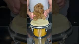 Puppy Drum puppy dog poodle goldenretriever cuteanimal [upl. by Fernanda]