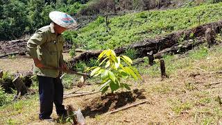 Membaja tanaman buah buahan [upl. by Telrats]