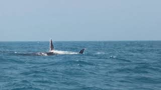 Hervey Bay Whale Watching  Rough Seas and Strong Winds [upl. by Greenleaf]